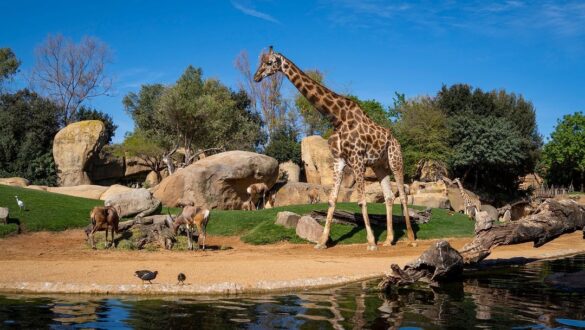 Giraffe, Bioparc Fuengirola, Costa del Sol, Spain