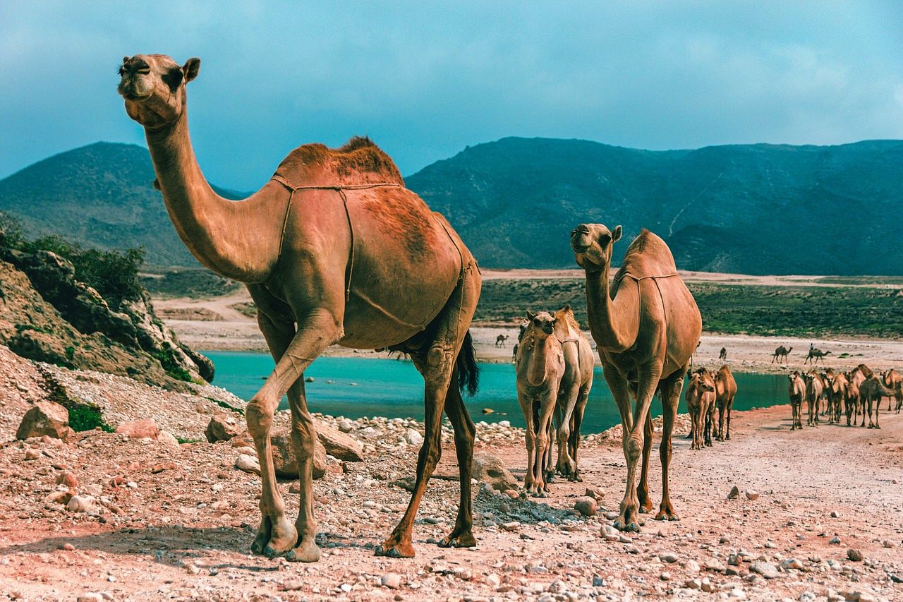 Camels in Oman