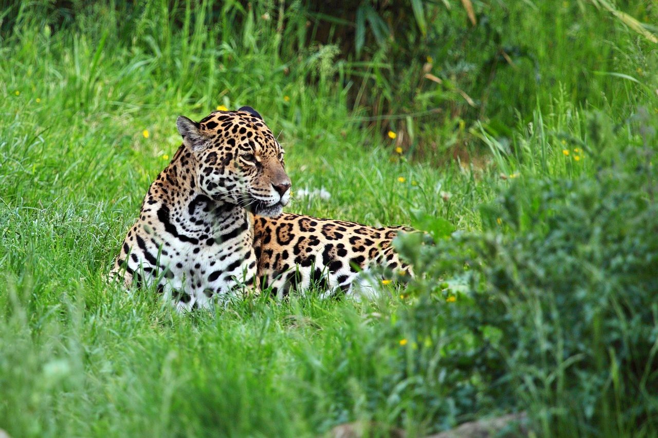 Jaguar Rescue Center, Costa Rica