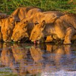 Lions in the Okavango Delta, Botswana