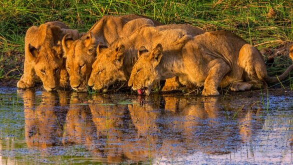 Lions in the Okavango Delta, Botswana