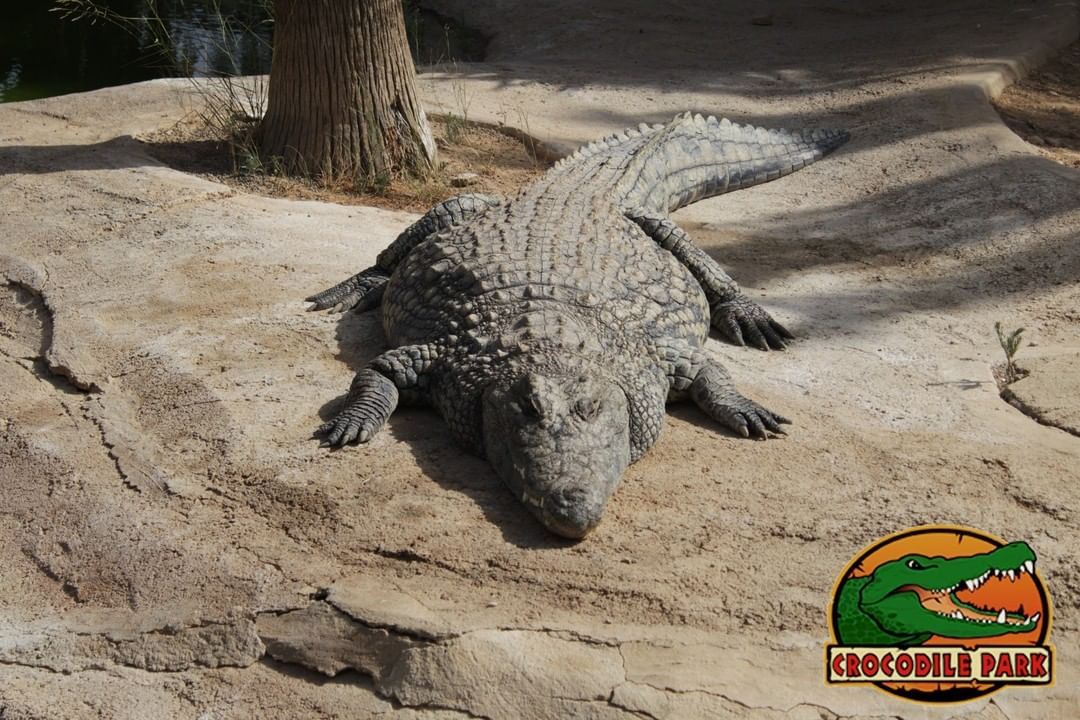Paco, the largest crocodile in Europe