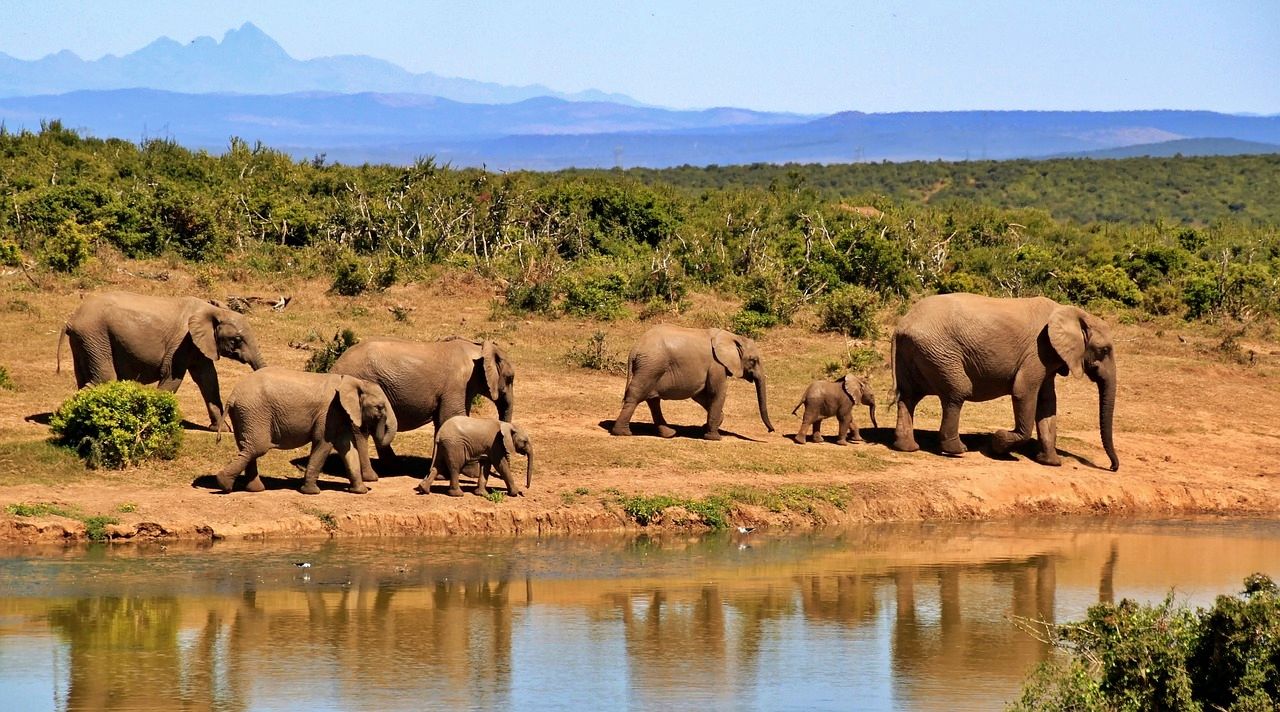 Elephants on an African safari