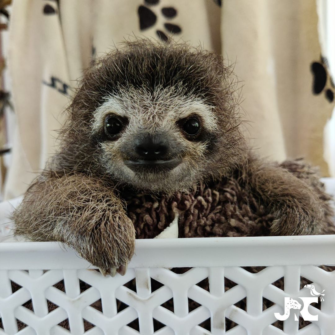 Baby sloth at the Jaguar Rescue Center