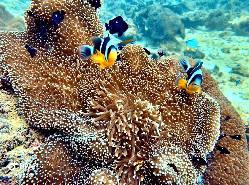 Blue Sea Divers, Seychelles