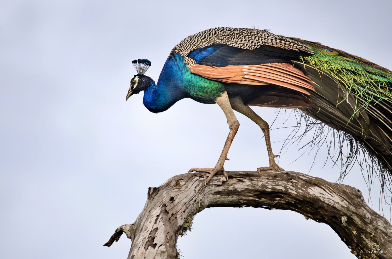 Peacock in Bundala National Park 