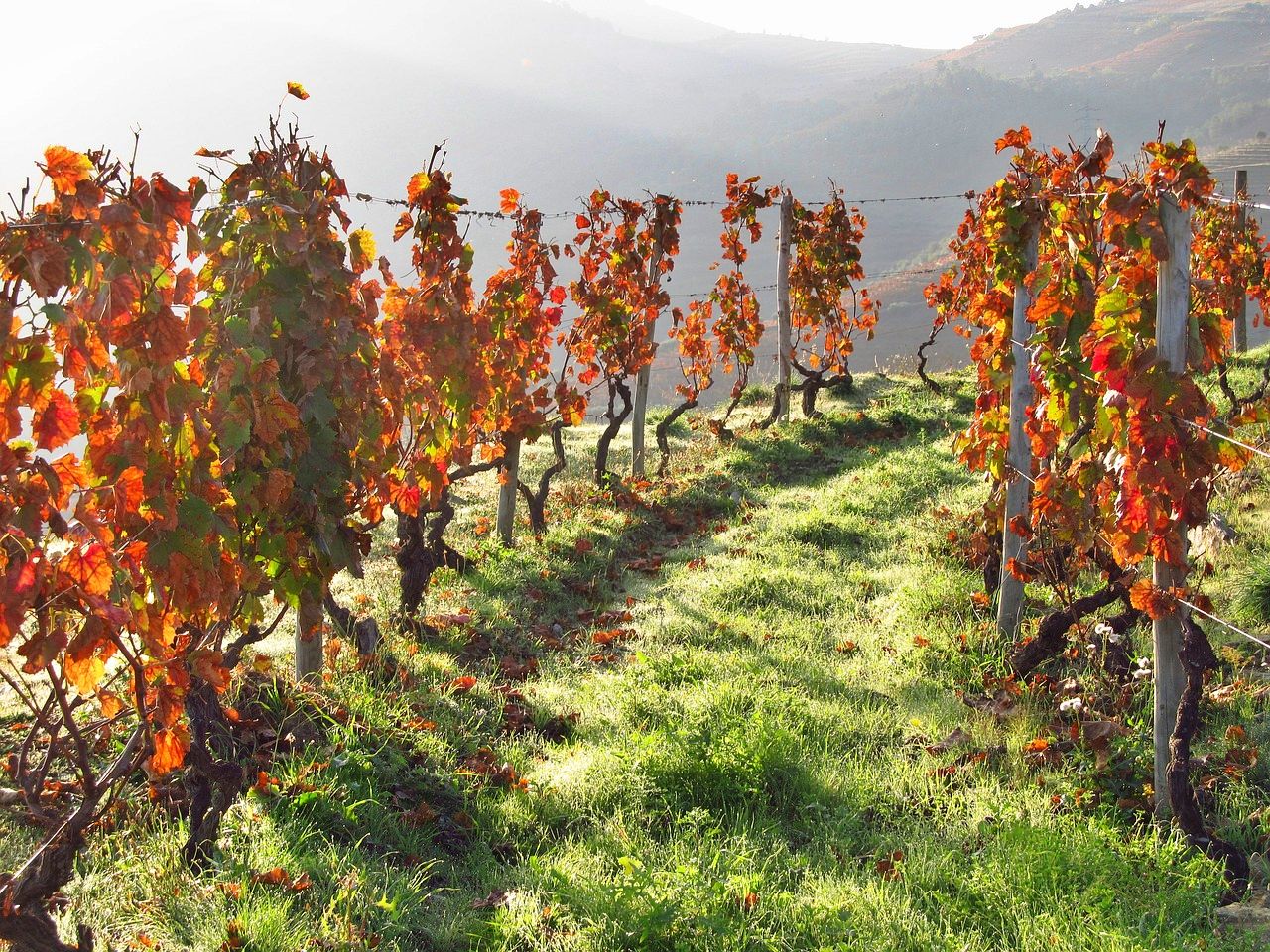 Douro vineyard, northern Portugal