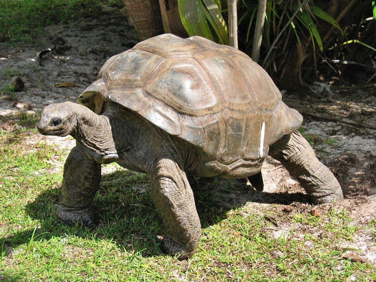 Giant tortoise on Curieuse Island