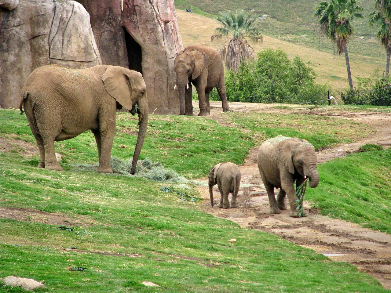 Elephants in San Diego Zoo