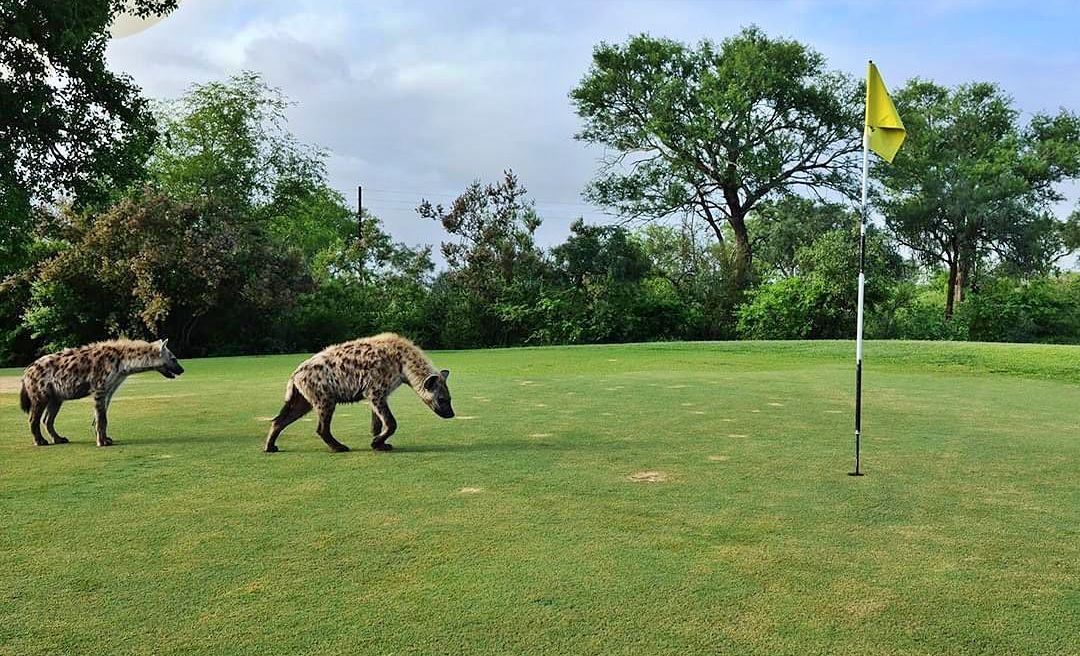 Hyenas at Skukuza Golf Club, South Africa