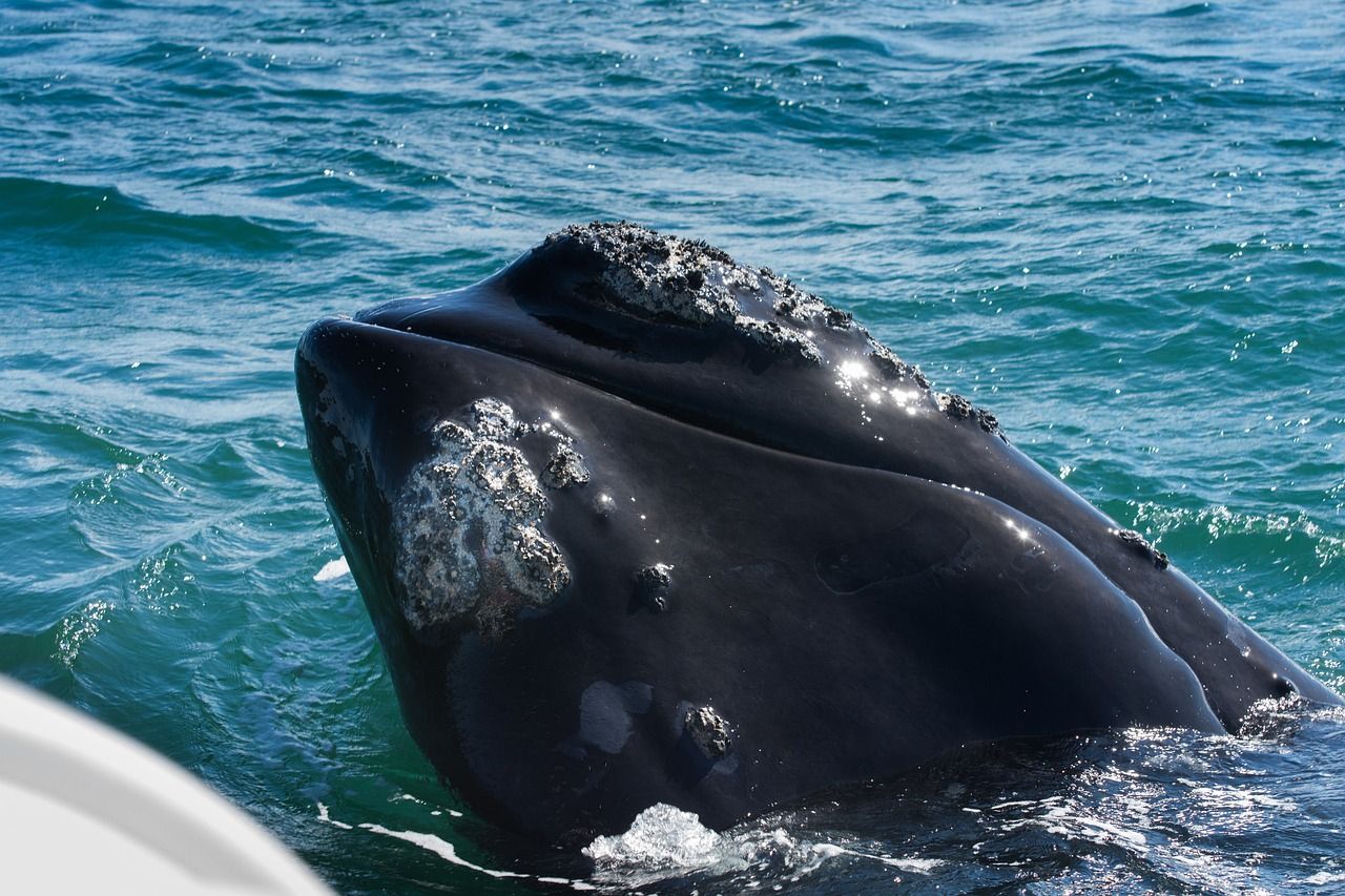 Southern right whale in Hermanus, South Africa
