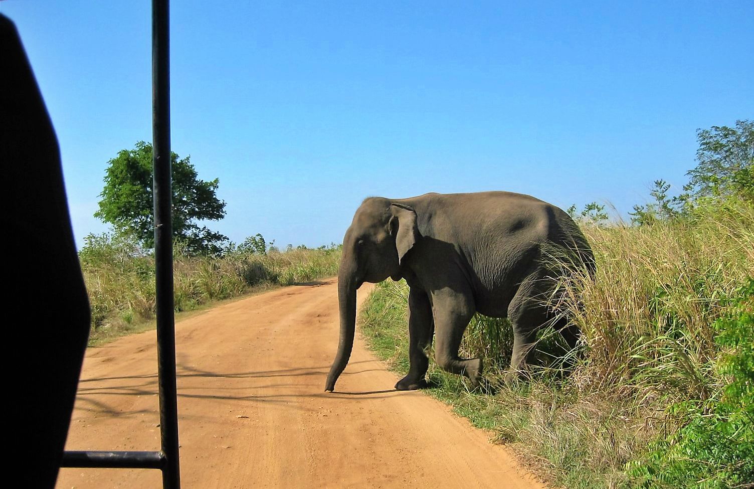 Asian elephant in Uda Walawe National Park, Sri Lanka