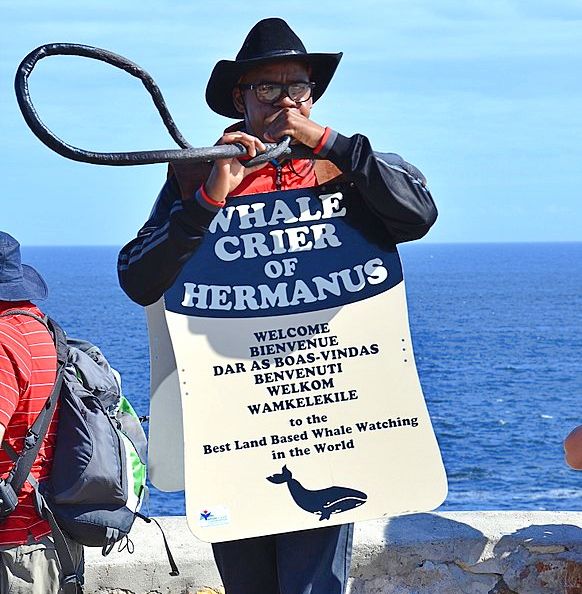 Whale Crier in Hermanus, South Africa