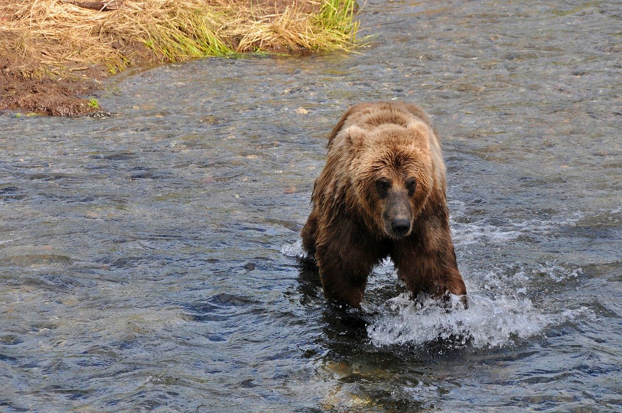 Brown bear fishing for salmon in Katmai National Park & Preserve