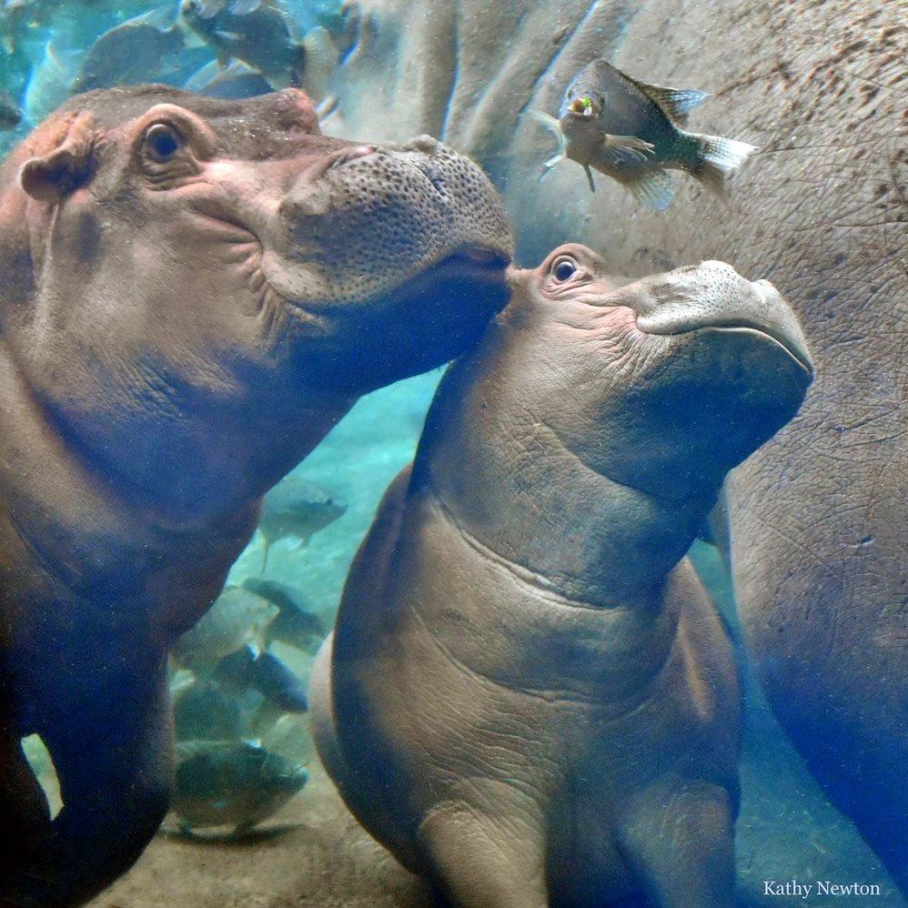 Fiona and Fritz the hippos