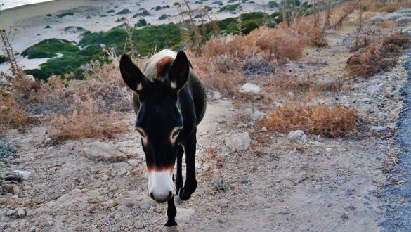 Donkeys of Dipkarpaz National Park, Cyprus