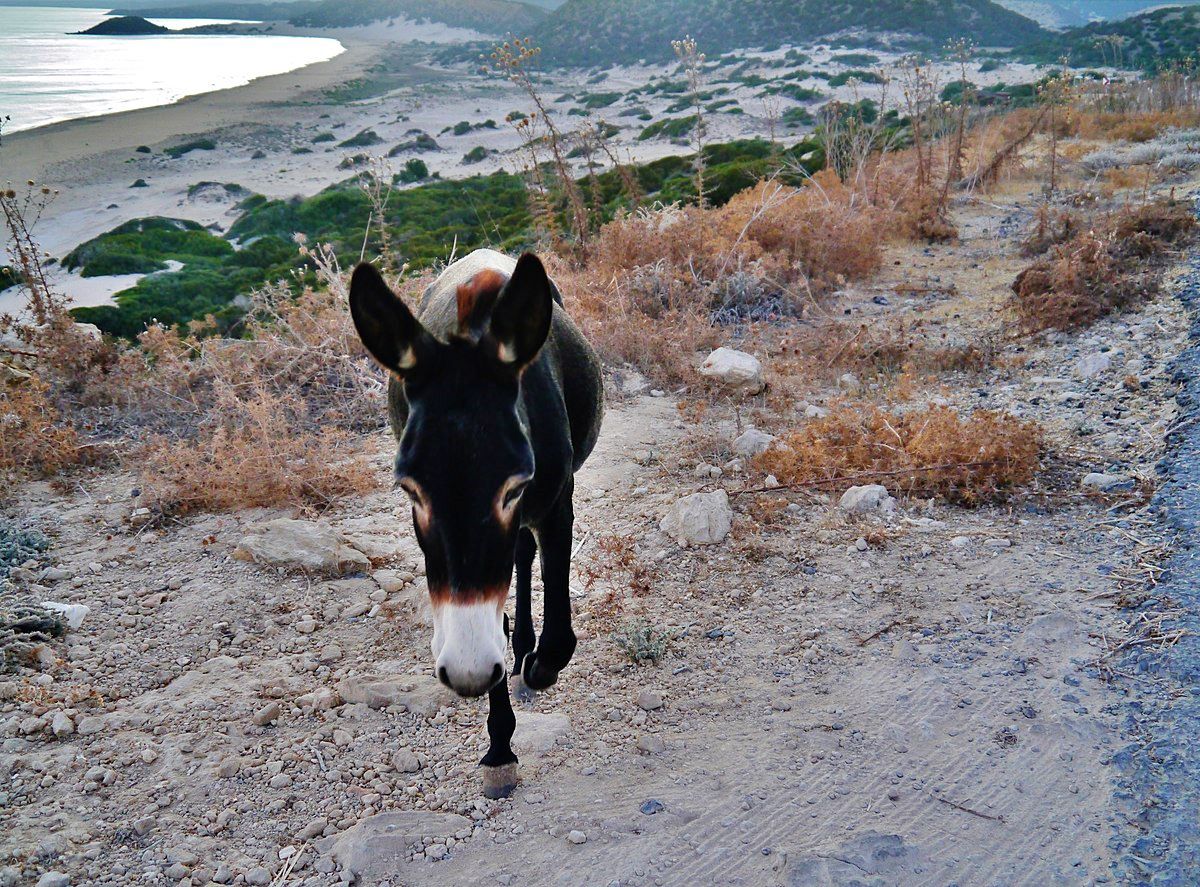 Donkeys of Dipkarpaz National Park, Cyprus