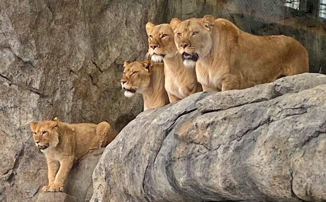 Take the kids to Lincoln Park Zoo in Chicago