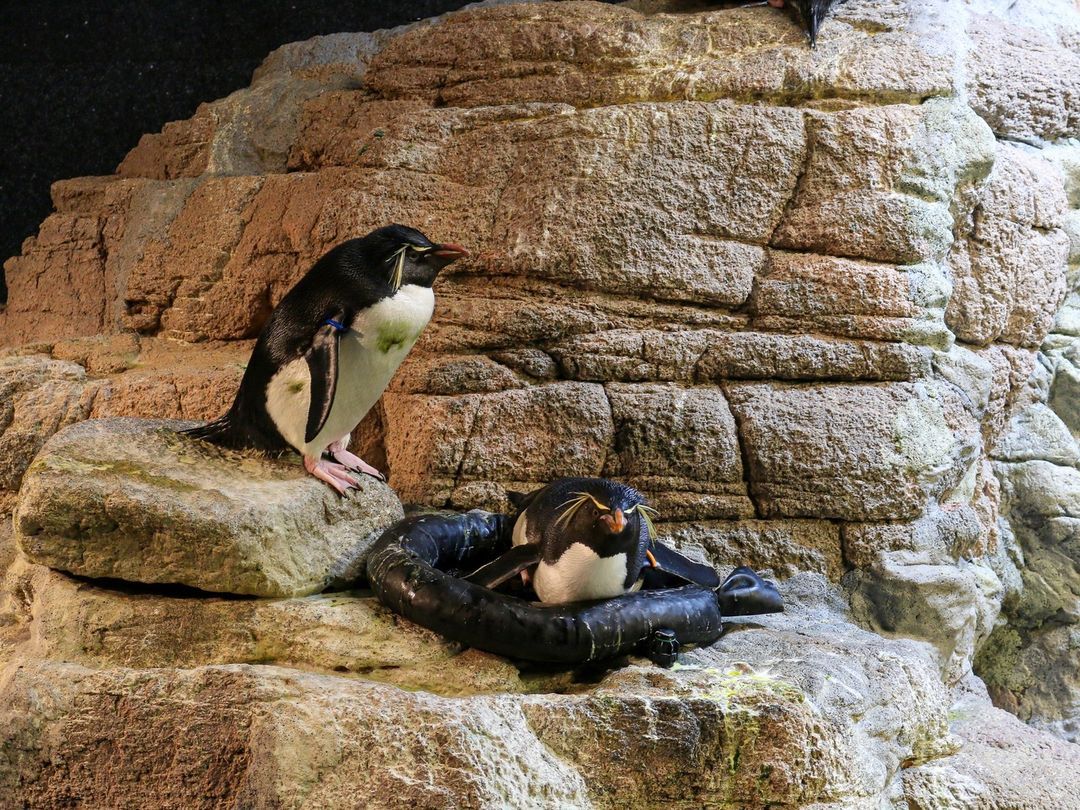 Rockhopper penguins in New England Aquarium, Boston