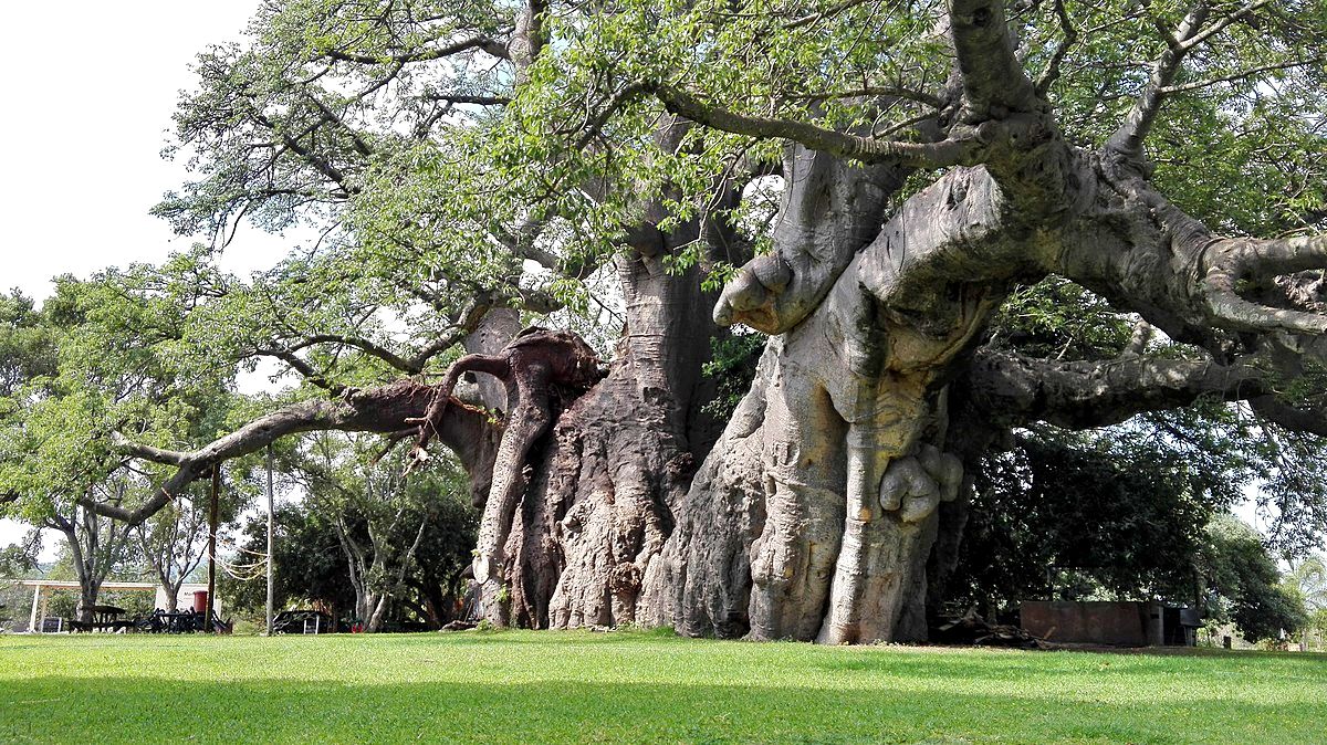 Sunland Baobab tree