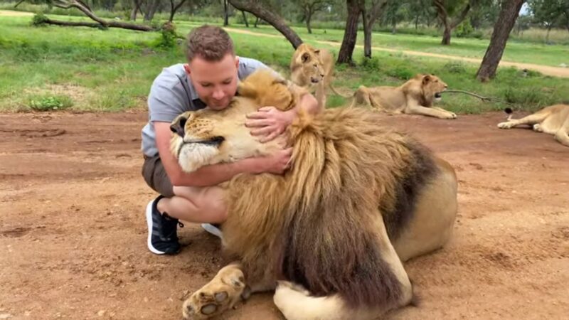 Lion and Safari Park, Gauteng, South Africa