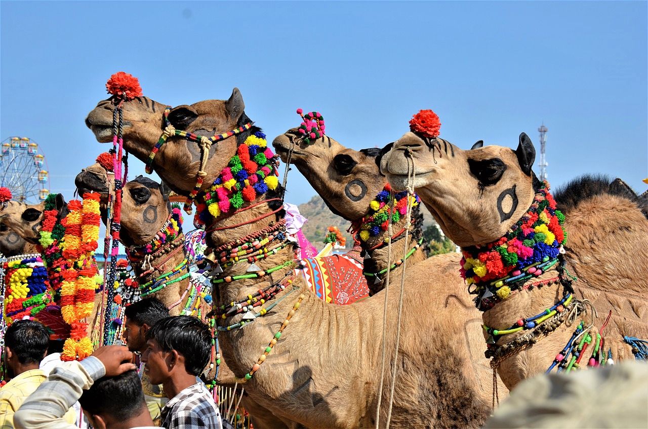 Camel rides in the desert of India