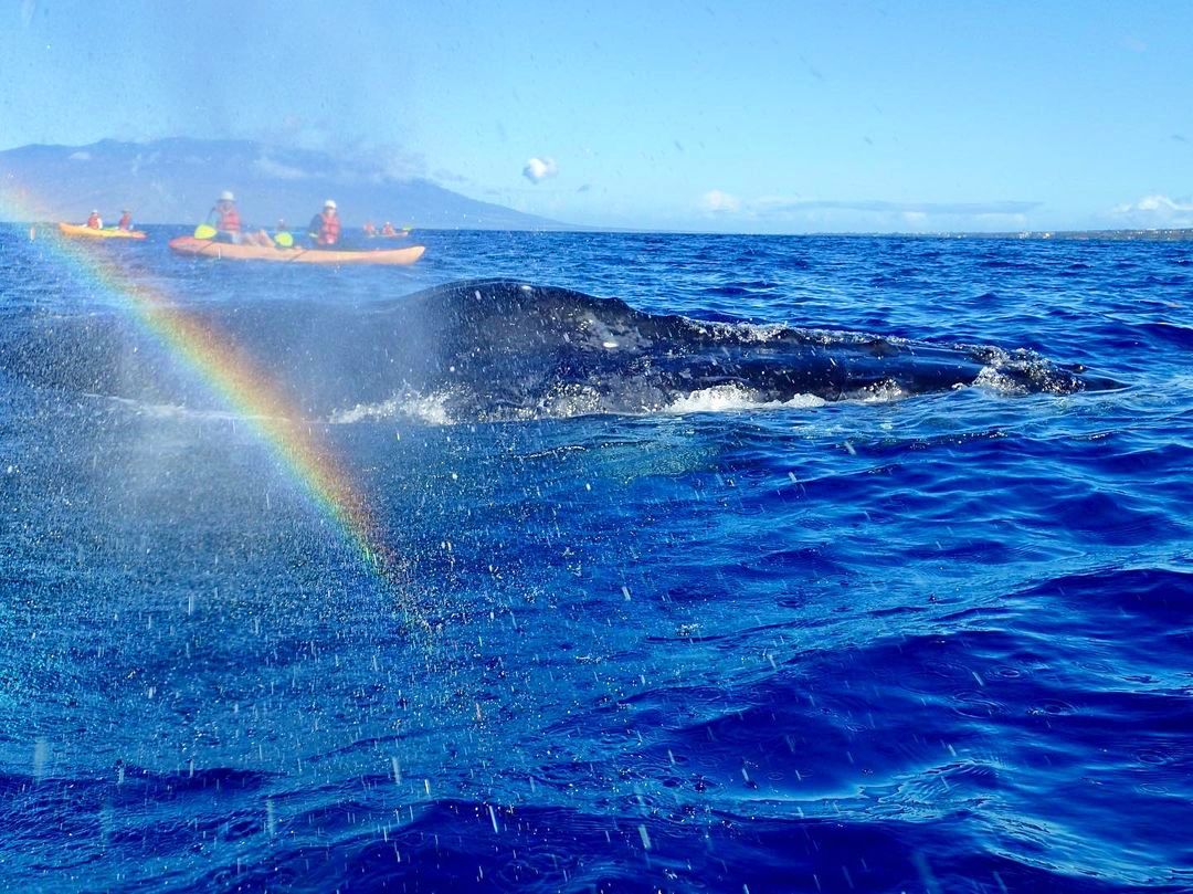 Stand Up Paddleboard or Kayak with humpback whales