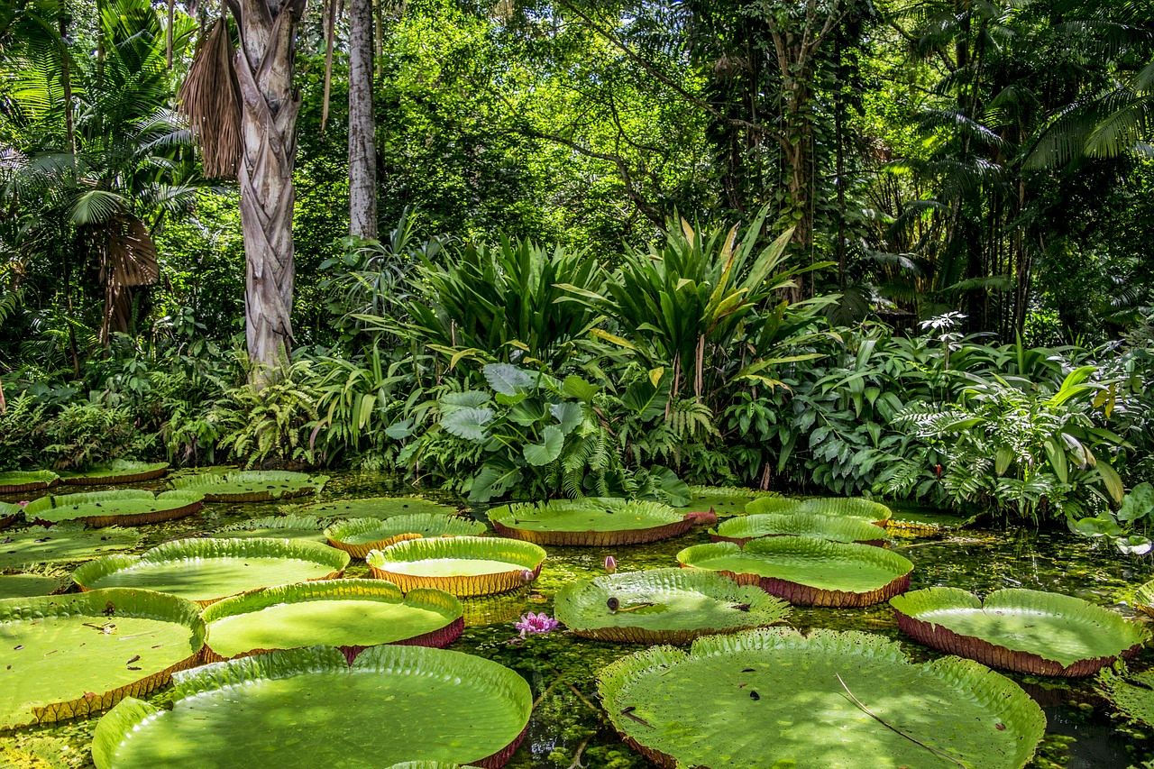 Peruvian Amazon rainforests