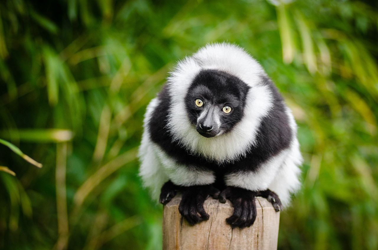 Black and white ruffed lemur, Madagascar rainforests