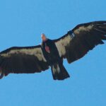 California Condor is endangered by love locks left in Grand Canyon National Park