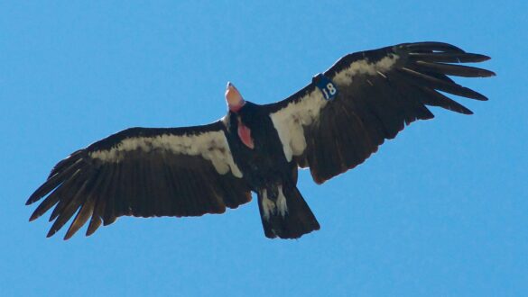 California Condor is endangered by love locks left in Grand Canyon National Park