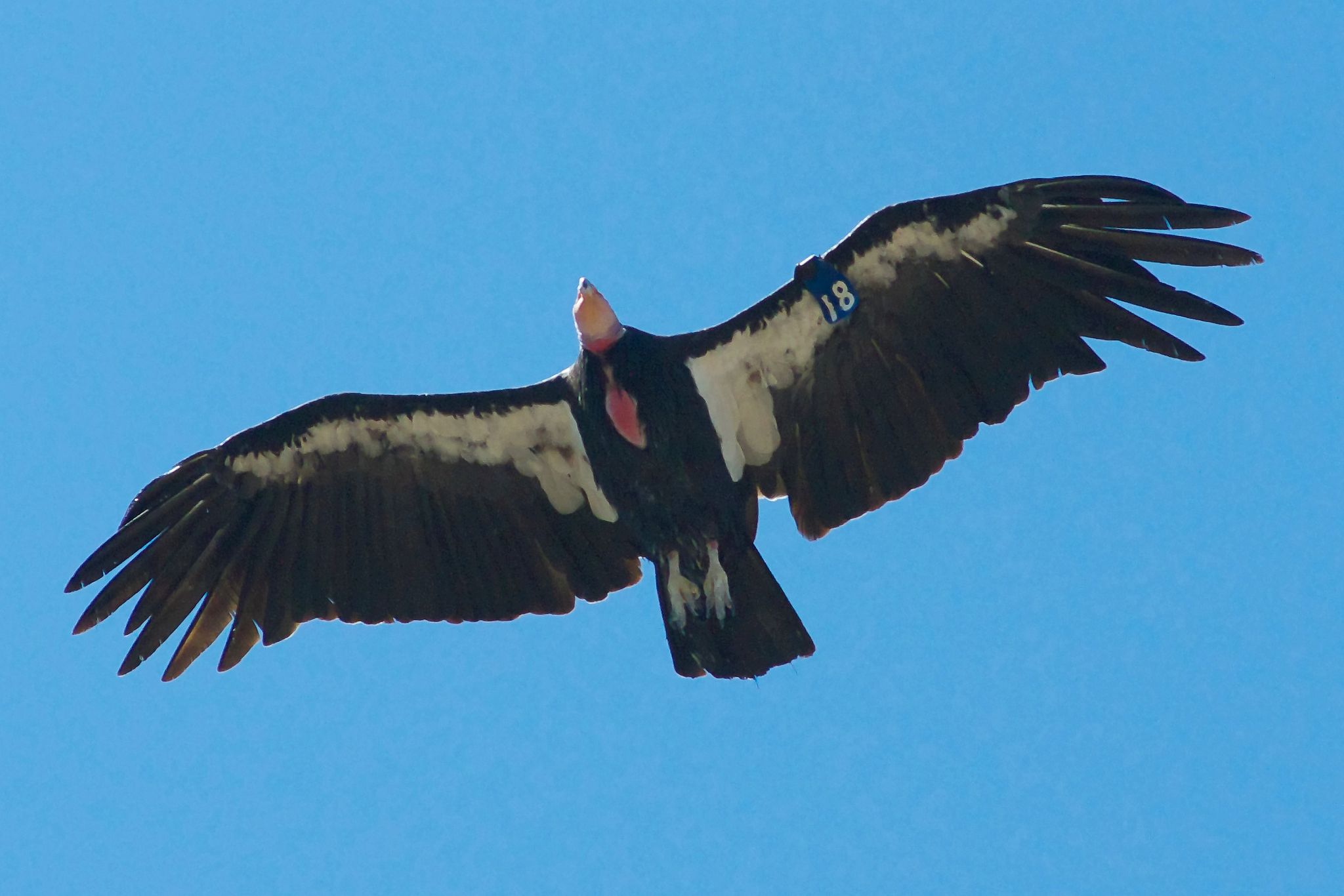 California Condor is endangered by love locks left in Grand Canyon National Park