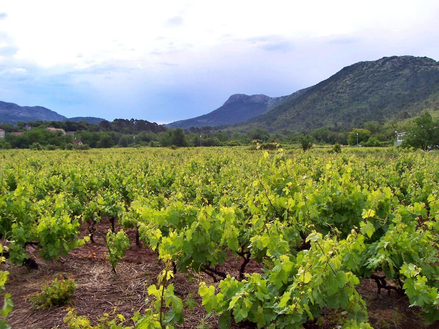 Vineyards in the Stari Grad Plain, Island of Hvar, Croatia