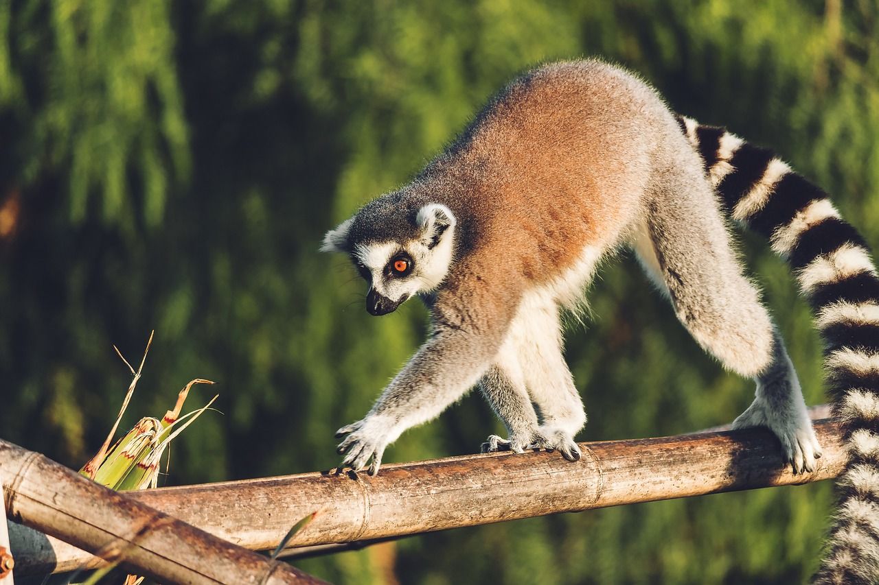 Ringtailed lemur on a Madagascar adventure