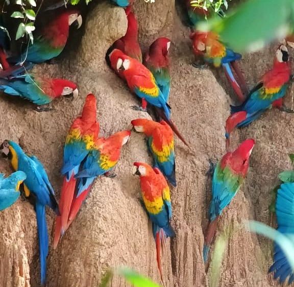 Red Macaws in the Peruvian Amazon rainforest