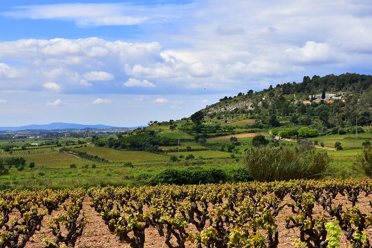 Vineyard near Vilafranca del Penedès in Catalonia, Spain
