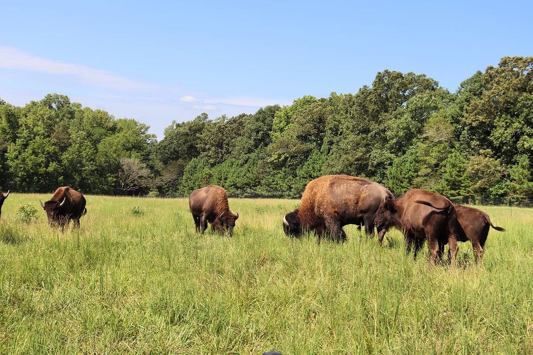 Bison in the safari park