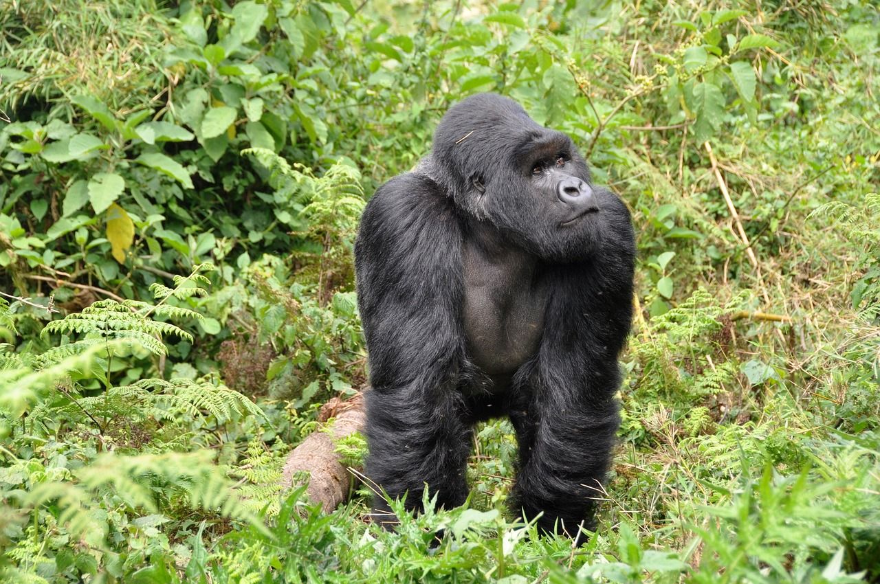 Visit the gorillas of Rwanda
