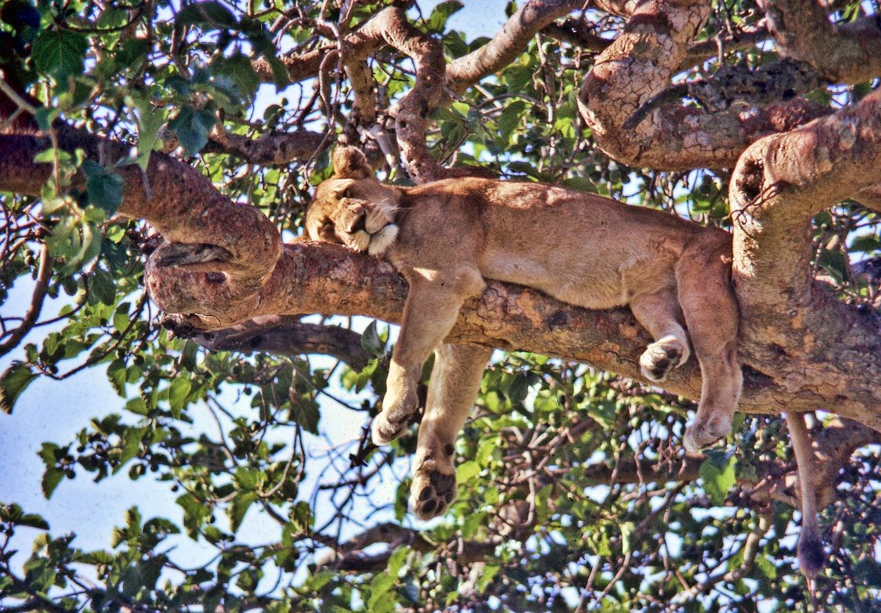 Sleepy lion in Uganda