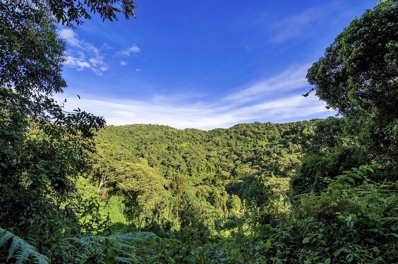 Rainforest in Uganda