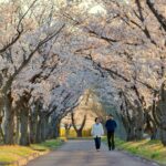 More capacity of Air Canada flights to Japan for cherry blossom season