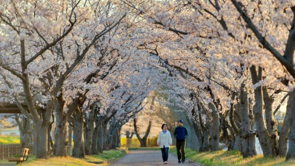 More capacity of Air Canada flights to Japan for cherry blossom season