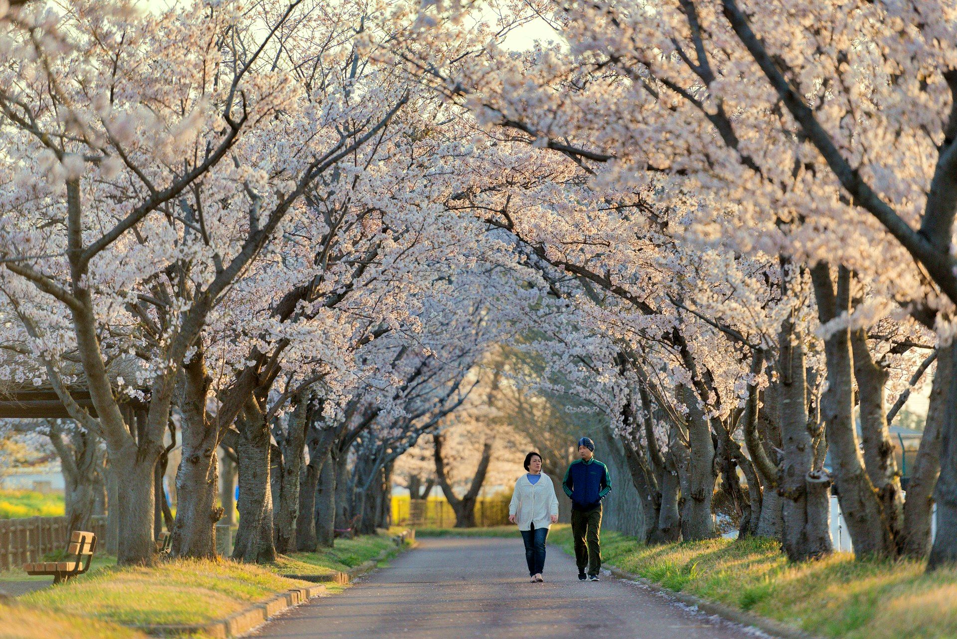 More capacity of Air Canada flights to Japan for cherry blossom season