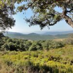 Los Alcornocales Natural Park, Andalucia, Spain - Europe's last subtropical rainforest