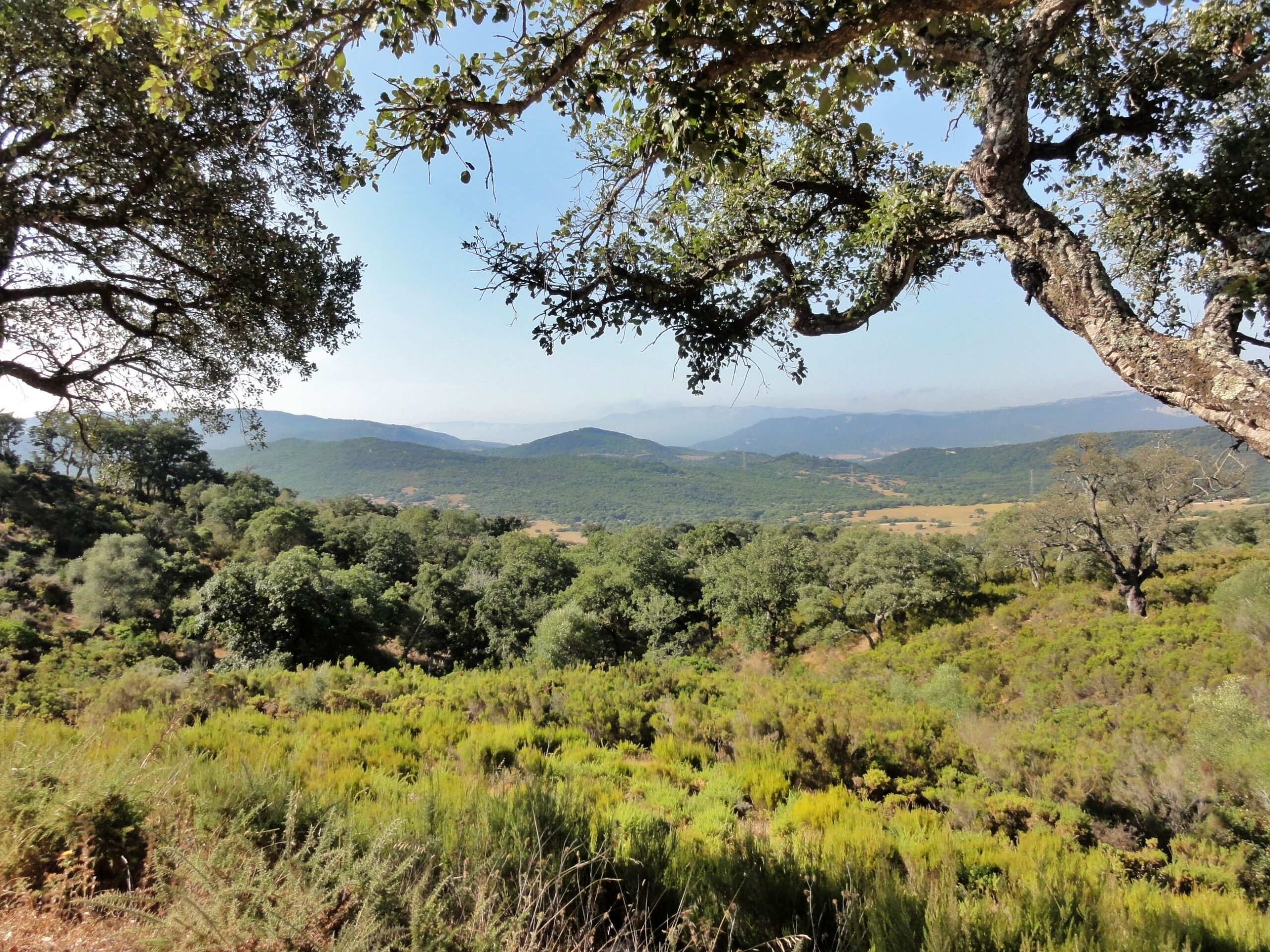 Los Alcornocales Natural Park, Andalucia, Spain - Europe's last subtropical rainforest