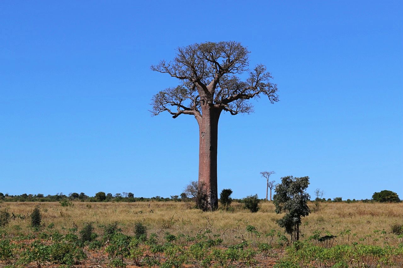 Baobab tree in Madagascar