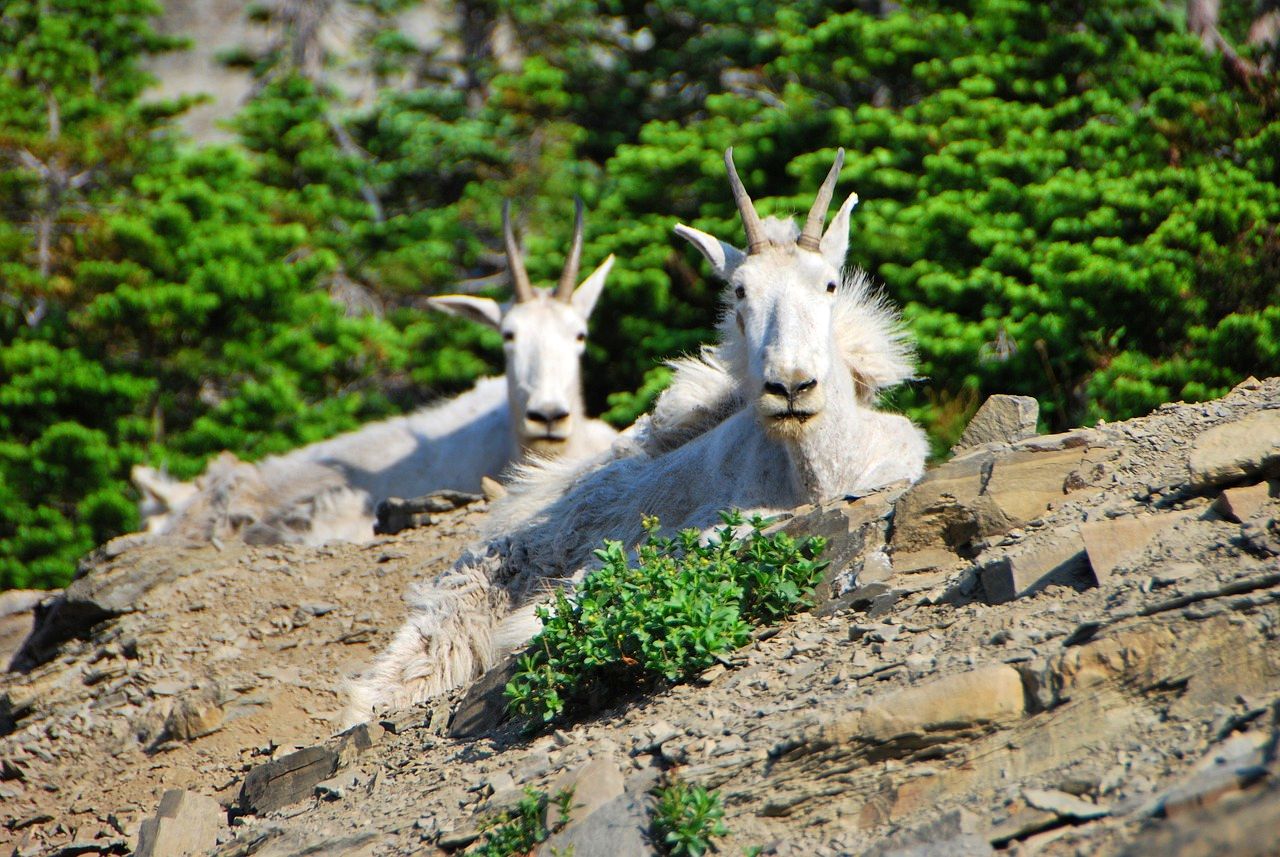 Mountain goats in <yoastmark class=