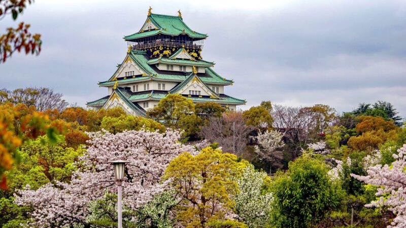 Japan releases cherry blossom predictions for 2024
