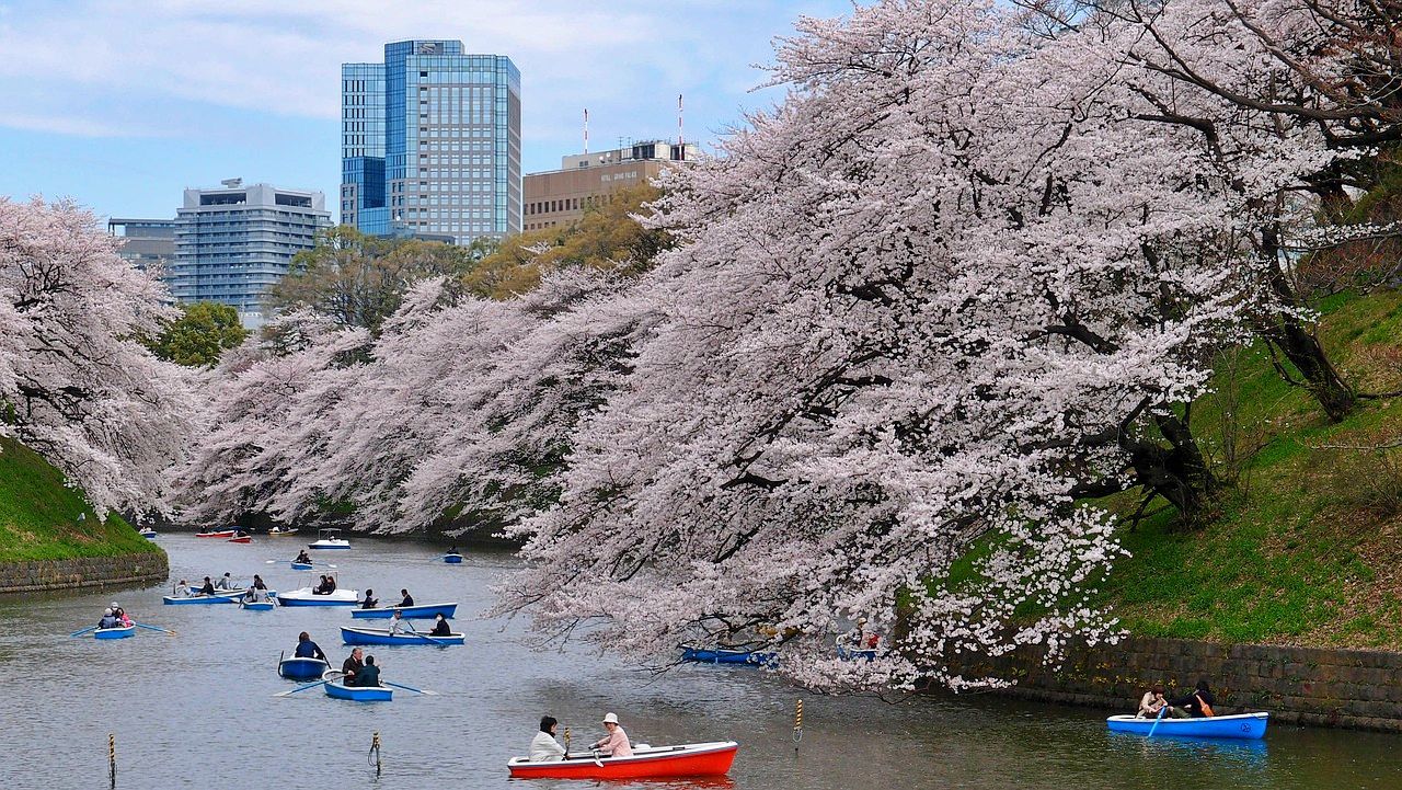 Cherry blossom time in Tokyo