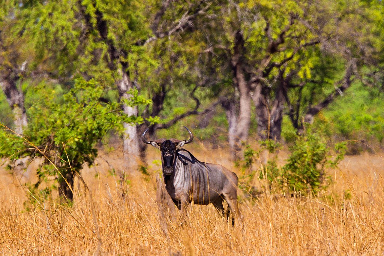 Cookson's wildebeest, South Luangwa, Zambia